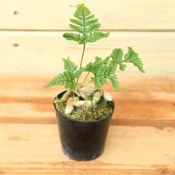 苗：姫石化しのぶ* シノブ : 遊恵盆栽 Yahoo!店 - 通販 - Yahoo