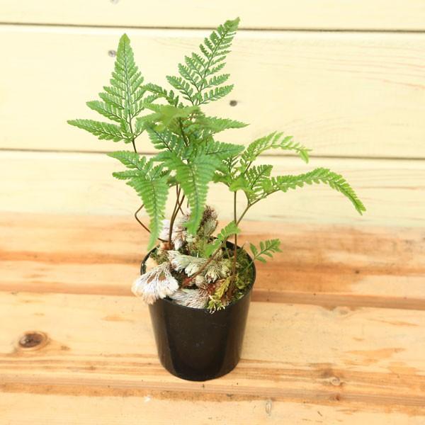 苗 石化しのぶ 石化シノブ ２号ポット G19 遊恵盆栽 Yahoo 店 通販 Yahoo ショッピング