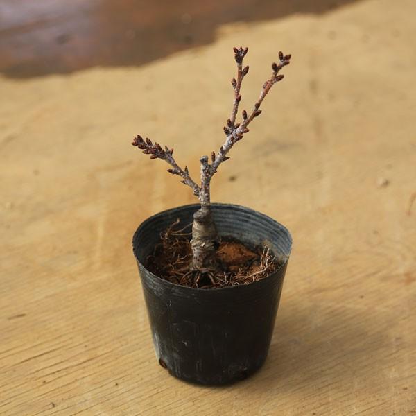 ミニ盆栽素材苗 一才桜 さくら 黒ポット ぼんさい ボンサイ さくら盆栽 G1949 遊恵盆栽 Yahoo 店 通販 Yahoo ショッピング