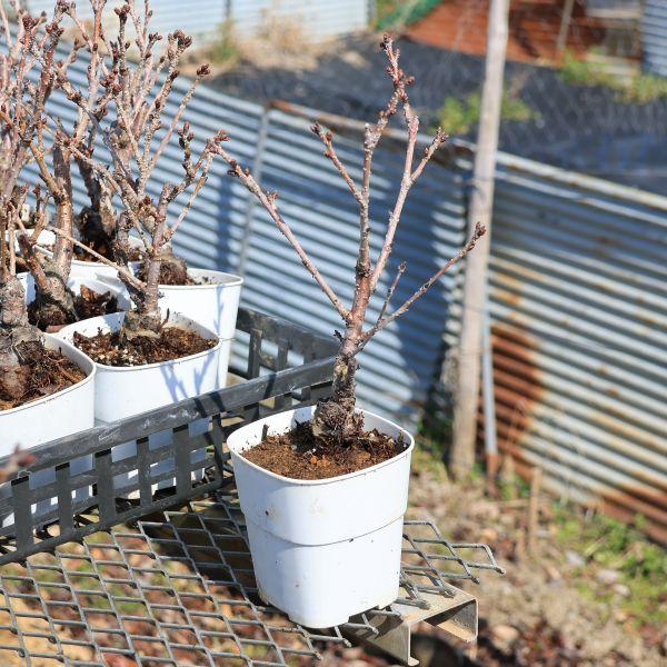樹種：一才桜（さくら・サクラ）　品種：旭山桜(アサヒヤマ) 撮影日：3月　　樹高：約20ｃｍ　鉢径(プラスティック鉢)：約10.5ｃｍ＊数量ものの為、樹形には個体差がございます。＊硬質プラスティック鉢でのお届けになります。一才桜は桜の中でも...