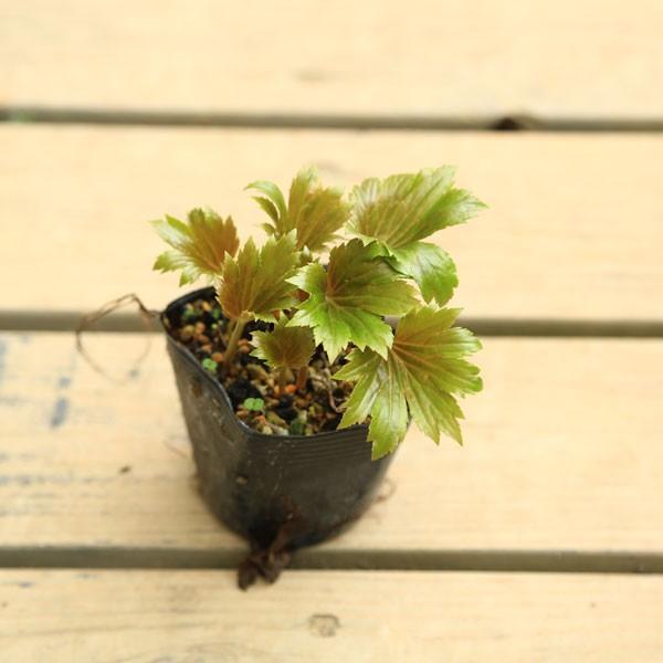 苗 山野草 カラスバタンチョウソウ 烏葉丹頂草 岩八手 岩ヤツデ G1973 遊恵盆栽 Yahoo 店 通販 Yahoo ショッピング