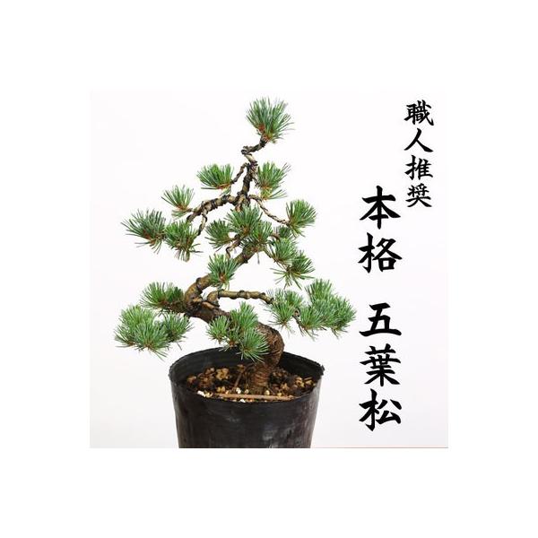 特選苗・植木：五葉松(ごようまつ）*黒ポット 本格派の五葉松の苗が