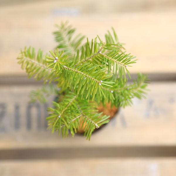 盆栽素材 苗 トド松 とどまつ Buyee Buyee 日本の通販商品 オークションの代理入札 代理購入