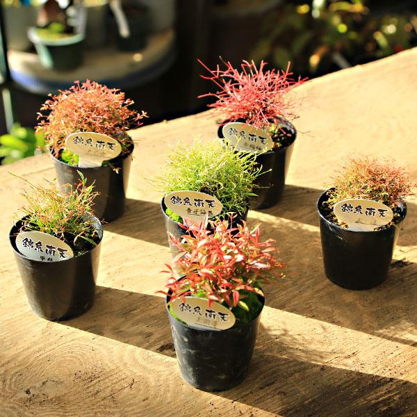 樹種：琴糸南天（なんてん・ナンテン）品種：青芽錦糸・赤縮緬・玉鶴・甲斐筏・玉獅子・天乙女・遠州錦糸　お好きな品種をお選びください。撮影日：12月常緑樹通常のナンテンよりも葉の1本ずつが細く、繊細な姿をしています。＊数量ものの為、写真と若干形...