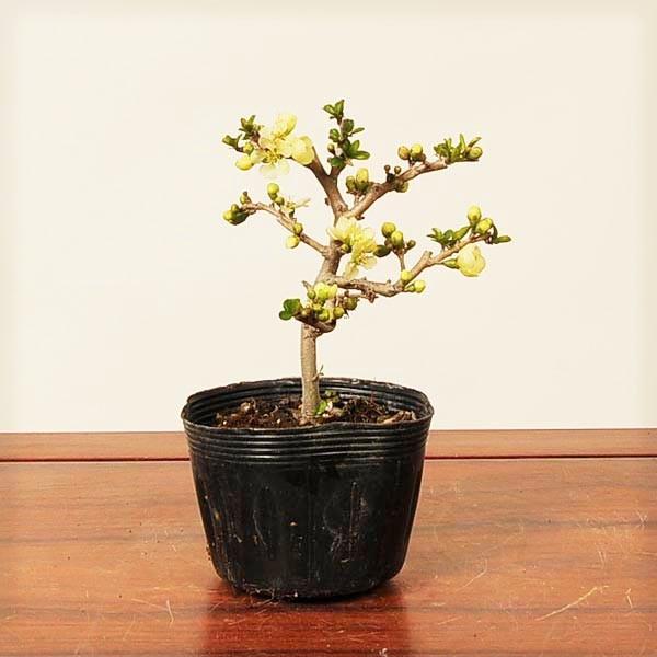 cFԒ~*  Voi`EWoC@傤΂