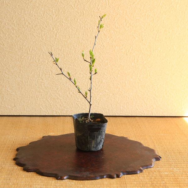 樹種：老鴉柿（ロウヤカキ）　品種：都の四季撮影日：3月樹高：約15〜20ｃｍ　鉢径：約9ｃｍ　落葉樹。赤実の柿、都紅の四季成りの品種です。雄木が無くても実が成る品種です。※数量ものの為、写真と若干形状が異なる場合がございます。※まだ素材なの...