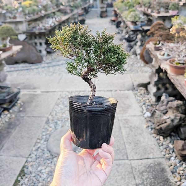 樹種：紀州真柏（きしゅうしんぱく）撮影日：　1月樹高：約15ｃｍ　鉢径：10ｃｍ常緑樹。曲が入っています。＊数量ものの為、写真と若干形状が異なるります。＊成長に伴い樹高が高くなっている場合があります。シンハク・シンパク