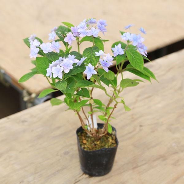 苗 山アジサイ やまあじさい 七段花 G58 遊恵盆栽 Yahoo 店 通販 Yahoo ショッピング