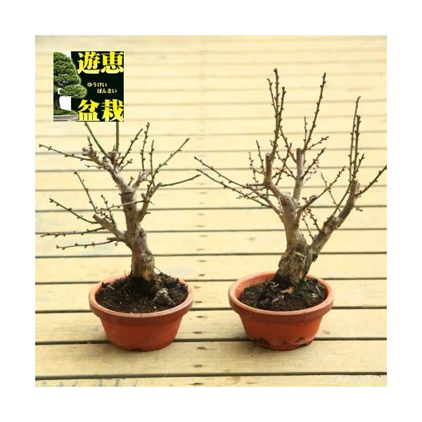 根上がり　甲州野梅　白一重　山木　激レア 甲州野梅 白一重 根上がり 甲州野梅 白一重 山木 激レア 甲州