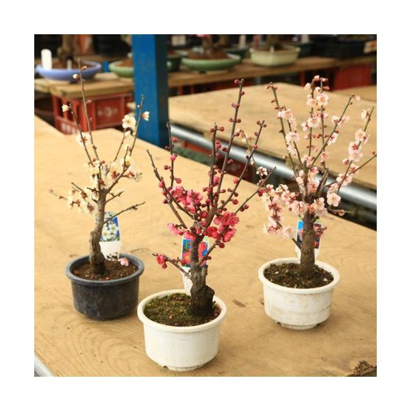 大特価 苗：白梅 八重咲き 4号鉢* : 遊恵盆栽 Yahoo!店 - 通販 - Yahoo