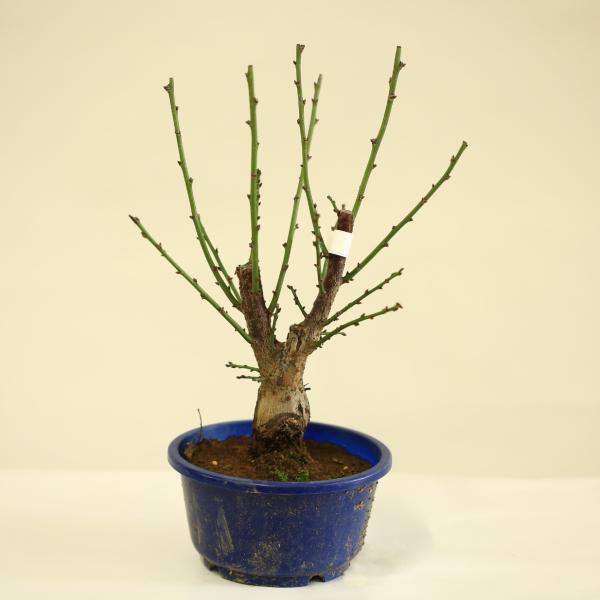 特価 苗：梅 紅梅*（大盃）一重咲き うめ ウメ 5号鉢 : 遊恵盆栽 Yahoo