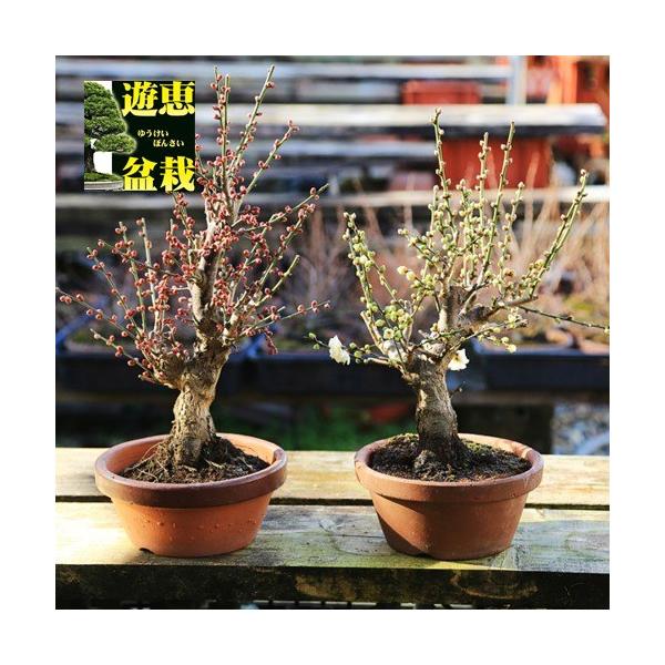 [商品情報]紅梅：大盃白梅：冬至　　　撮影日：1月22日1-3月に開花、3-10月は葉姿、11-1月は葉の無い、蕾の状態でのお届けになります。＊数量ものの為、写真と若干形状が異なる場合がございます。[サイズ]樹高：約40ｃｍ　鉢径：約18ｃ...