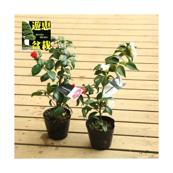 苗：侘助椿 各種 : 遊恵盆栽 Yahoo!店 - 通販 - Yahoo!ショッピング