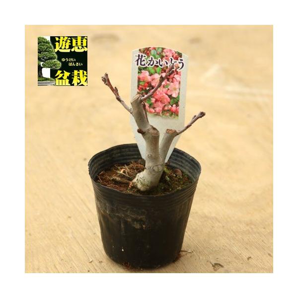 苗 花かいどう 花海棠 垂糸海棠 Buyee 日本代购平台 产品购物网站大全 Buyee一站式代购bot Online