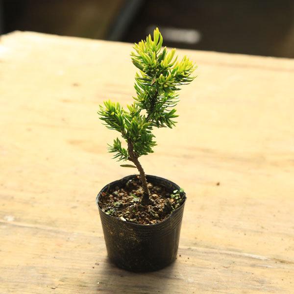 黄金一位 盆栽 黄金一位 | 盆栽、盆栽書籍、盆栽鉢の通販│近代出版