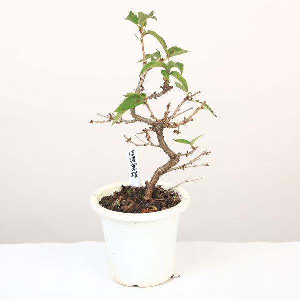 cFMZiEȁj*Ȃ̂񂳂/VimJTN