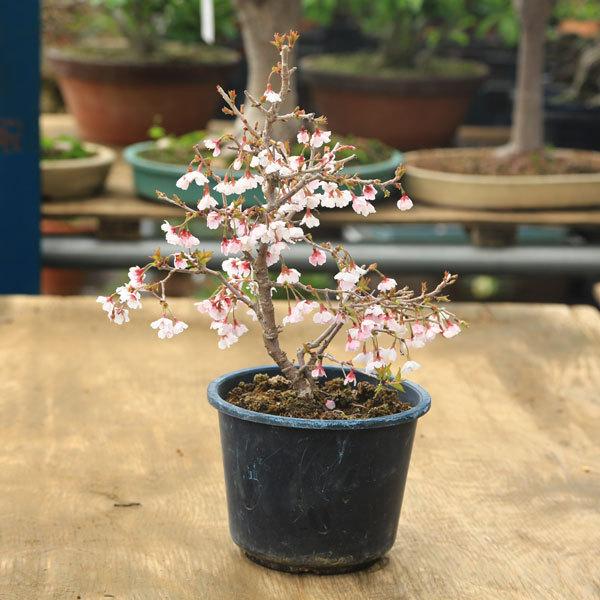 特選苗：富士桜（湖上の舞） : 遊恵盆栽 Yahoo!店 - 通販 - Yahoo