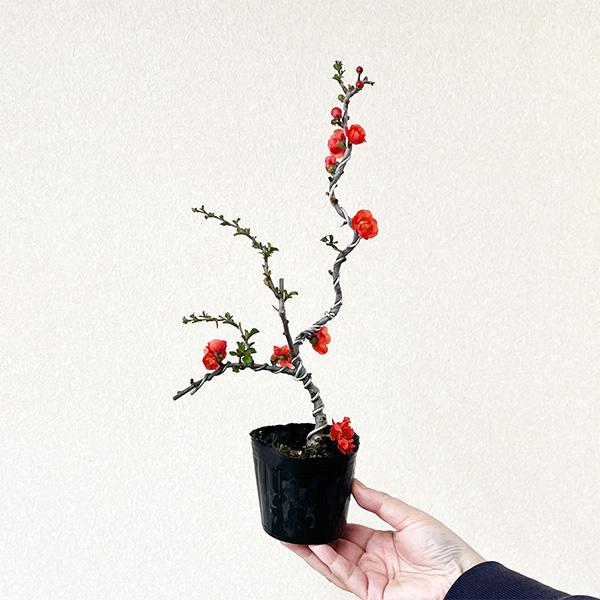 樹種：八重長寿梅（曲）撮影日：　1枚目　4月上旬頃　2枚目：12月頃落葉樹。大変珍しい長寿梅の八重咲品種です。＊数量ものの為、写真と若干形状が異なる場合がございます。＊成長に伴い樹高が高くなっている場合があります。サイズ樹高：約28〜35c...