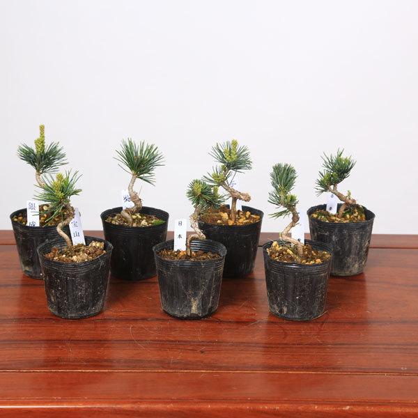 松の盆栽 約20cm 盆栽 松 黒松 樹高 約20cm くろまつ 高級盆栽 Pinus thunbergii