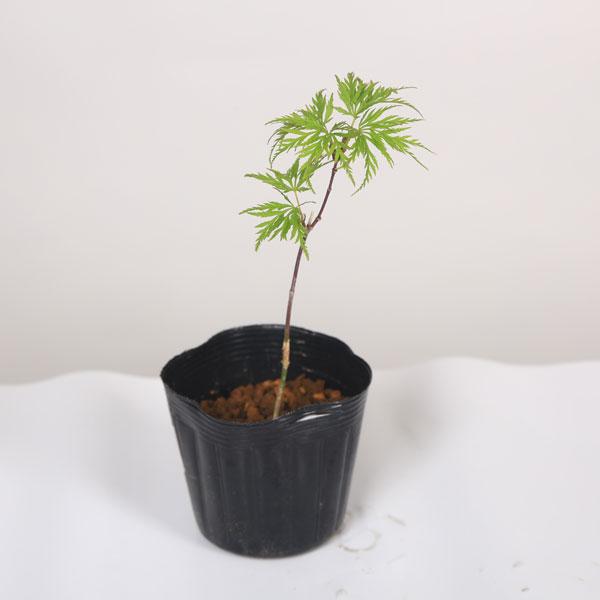 樹種：エメラルドレースもみじ撮影日：4月落葉樹。もみじは新緑の美しさと秋の紅葉は言うまでもなく、涼しげな葉で四季を通じて楽しめます。丈夫で育てやすい人気樹種です。＊数量ものの為、写真と若干形状が異なる場合がございます。＊成長に伴い樹高が高く...