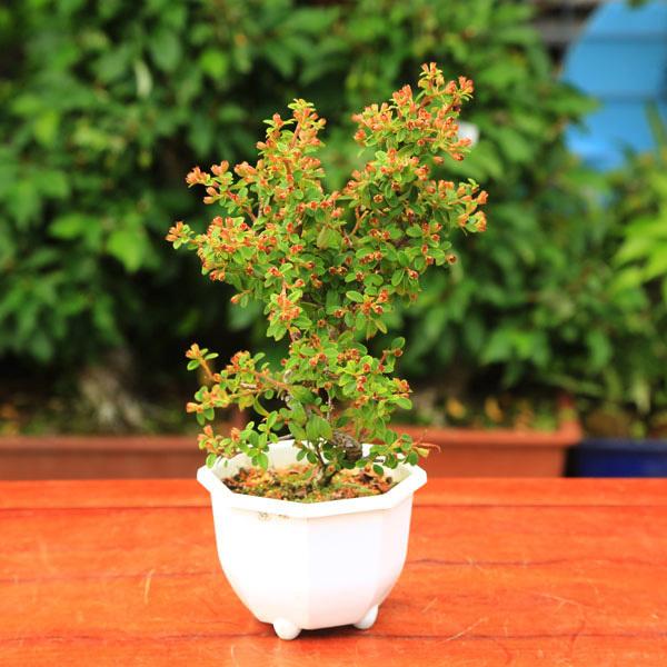 樹種：かまつかこけもも(曲)撮影日：5月常緑小低木バラ科シャリンドトウ属葉の形がコケモモによく似ていることからカマツカコケモモと呼ばれています。春に小さな白い花が咲き、秋には赤く色づいた実をお楽しみいただけます。＊数量もの為、写真と若干形状...