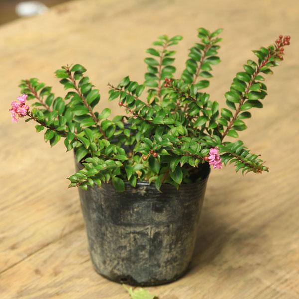 サルスベリ 苗 盆栽 植木の人気商品 通販 価格比較 価格 Com