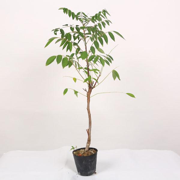 【元気な訳あり苗】花芽未確認のため特価です！☆花色お選びください！樹種：アメリカフジ撮影日：9月落葉樹。初夏と晩夏と２度開花する二季咲き性です。若木のうちから豪華に開花し成長性が良く強健です。11-3月は蕾の状態、5-6月に開花し、6-10...