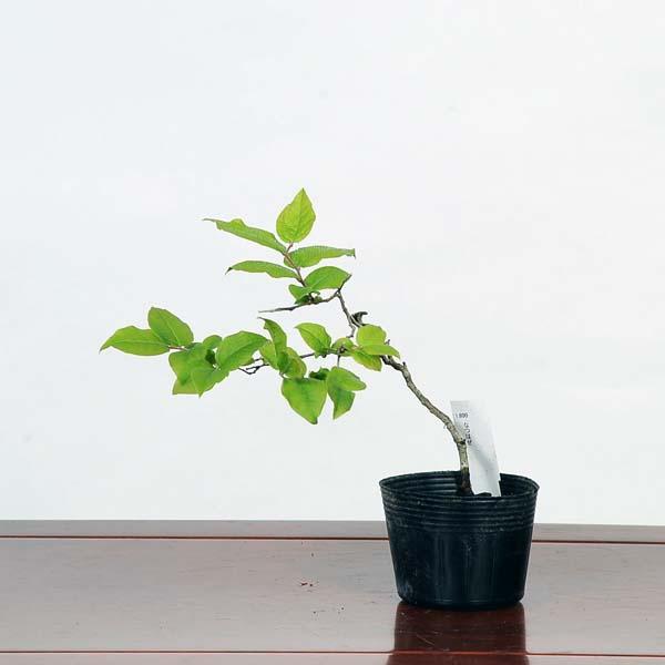 苗：ナツハゼ* なつはぜ 夏櫨 : 遊恵盆栽 Yahoo!店 - 通販 - Yahoo