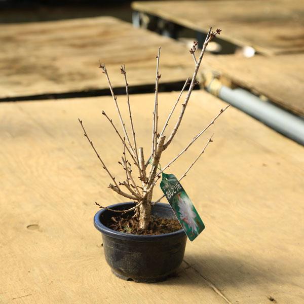 樹種：オシドリ桜（富士桜）撮影日：11月落葉樹。開花時期：4月花色は淡桃色の八重咲きで下向きに花をつける品種です。富士桜は盆栽に適した品種で、剪定にも強く、小品盆栽にすることができます。＊数量ものの為、写真と若干形状が異なる場合がございます...