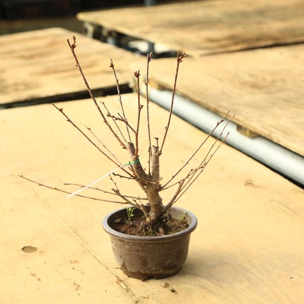 苗：おかめ桜　5号* オカメザクラ　さくら