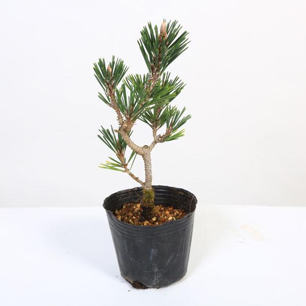 苗：寿松*ことぶきまつ/コトブキマツ : 遊恵盆栽 Yahoo!店 - 通販