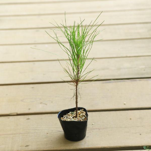 苗：大王松（黒ポット）*ダイオウマツ ダイオウショウ : 遊恵盆栽