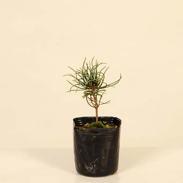 樹種：はい松撮影日：10月常緑樹。＊数量ものの為、写真と若干形状が異なる場合がございます。＊成長に伴い樹高が高くなっている場合があります。サイズ樹高：約10〜14ｃｍ　鉢径：約7.5ｃｍ水遣り・・・用土の表面が乾いたらあげる。目安は春・秋は...