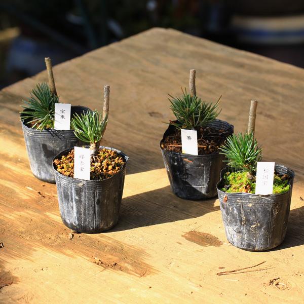 樹種：五葉松撮影日：1月常緑針葉樹。接ぎ木。品種：峰吾妻、松国宝、宝来、葵＊数量ものの為、個体差がございます。＊成長に伴い樹高が高くなっている場合があります。サイズ樹高：約5〜7ｃｍ　鉢径：約7.5ｃｍ水遣り・・・用土の表面が乾いたらあげる...