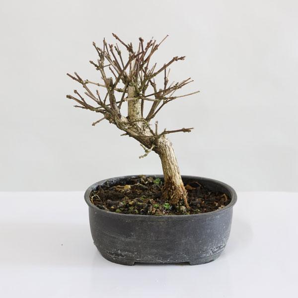 苗：におい楓撮影日：1月落葉樹。名の通り葉をもむとふんわりと香りがします。育てやすく、初心者にもオススの樹種です。＊数量ものの為、写真と若干形状が異なる場合がございます。＊成長に伴い樹高が高くなっている場合があります。サイズ樹高：約15ｃｍ...