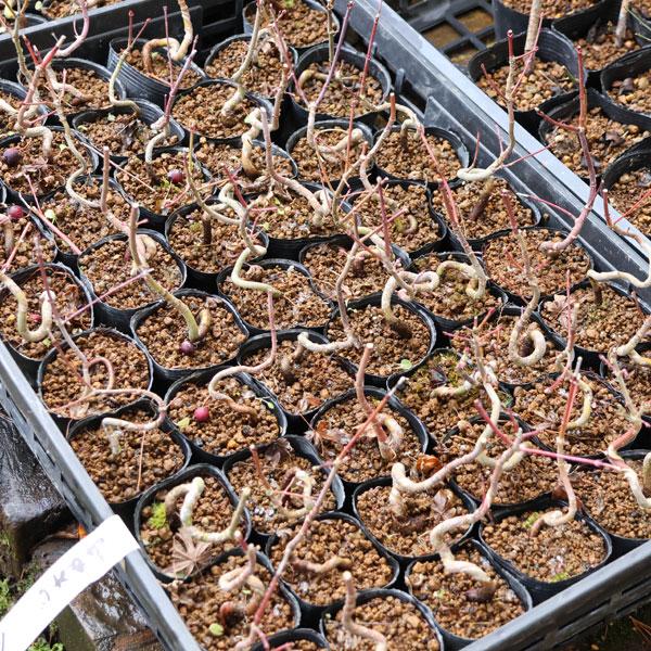 樹種：山もみじ　三年生撮影日：1月落葉樹。もみじは新緑の美しさと秋の紅葉は言うまでもなく、涼しげな葉で四季を通じて楽しめます。丈夫で育てやすい人気樹種です。＊数量ものの為、樹形には個体差がございます。＊成長に伴い樹高が高くなっている場合があ...