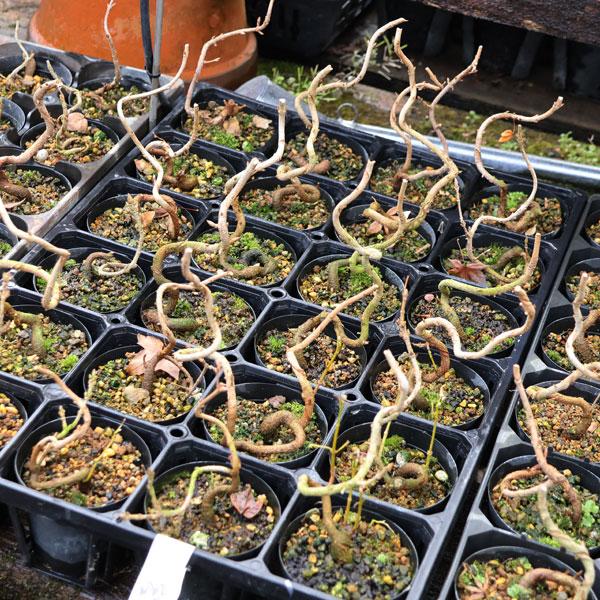 樹種：宮様楓撮影日：1月落葉樹。カエデの中でも特に葉が丸みをおびて、愛らしい形をしています。紅葉の色合いも上品な暖色系です。＊数量ものの為、樹形には個体差がございます。＊成長に伴い樹高が高くなっている場合があります。サイズ樹高：約6〜17ｃ...