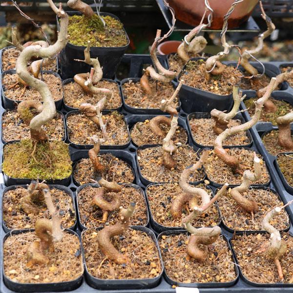 樹種：楓撮影日：1月落葉樹。雑木の代表的な樹種のひとつです。葉の形の可愛らしさ、秋の紅葉が美しいです。＊数量ものの為、樹形には個体差がございます。＊成長に伴い樹高が高くなっている場合があります。サイズ樹高：約5〜12ｃｍ　鉢径：約7.5ｃｍ...