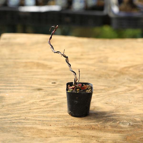 商品説明樹種：まゆみ撮影日：2月落葉樹。マユミは日本に自生する植物で病害虫もほとんどなく、比較的育てやすい樹種です。＊数量ものの為、写真と若干形状が異なる場合がございます。＊成長に伴い樹高が高くなっている場合があります。サイズ樹高：約15ｃ...