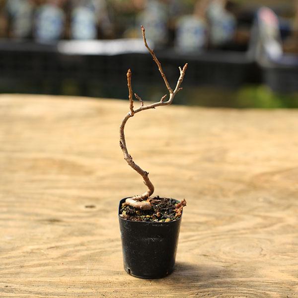 樹種：さくらんぼ撮影日：2月落葉樹。＊数量ものの為、写真と若干形状が異なる場合がございます。＊成長に伴い樹高が高くなっている場合があります。サイズ樹高：約17ｃｍ　鉢径：約6.5ｃｍ水遣り・・・用土の表面が乾いたらあげる。目安は春・秋は1日...