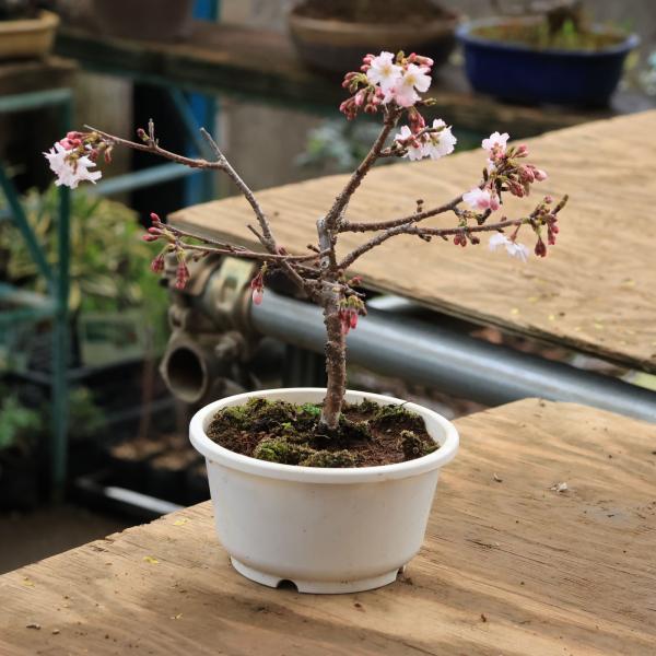 苗：十月桜 5号プラ鉢 * ジュウガツザクラ/じゅうがつさくら