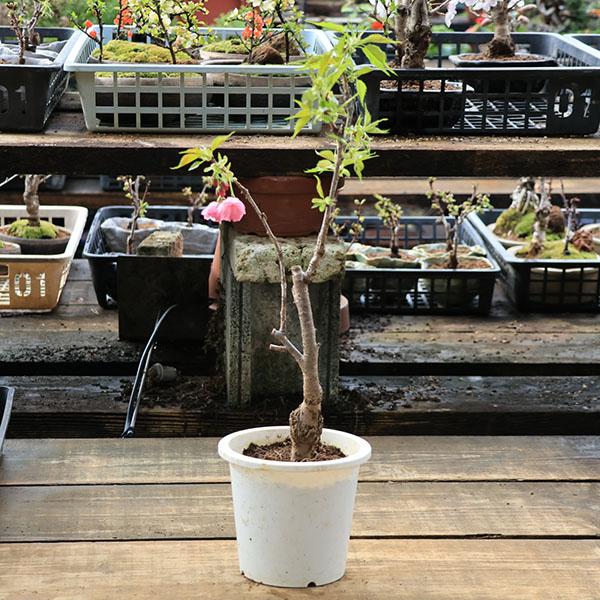 樹種：旭山桜落葉樹。  開花時期：4月一才桜は桜の中でも特に花付きが良く、若木のうちから開花が楽しめる特性を持つ品種です。 プラスティック鉢でのお届けになります。＊数量ものの為、写真と若干形状が異なる場合がございます。＊成長に伴い樹高が高く...