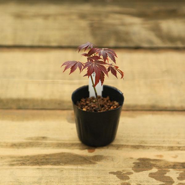 もみじ ミニ苗：奥州紅もみじ*オウシュウベニモミジ/紅葉 : 遊恵盆栽 Yahoo!店