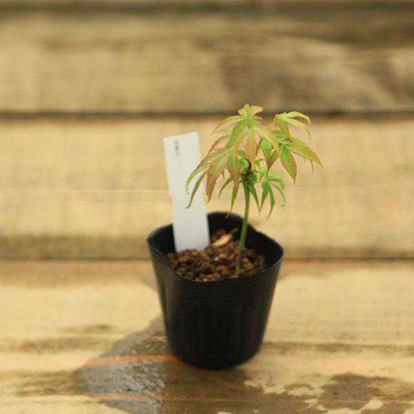 樹種：七五三もみじ撮影日：5月落葉樹。もみじは新緑の美しさと秋の紅葉は言うまでもなく、涼しげな葉で四季を通じて楽しめます。丈夫で育てやすい人気樹種です。＊数量ものの為、写真と若干形状が異なる場合がございます。＊成長に伴い樹高が高くなっている...