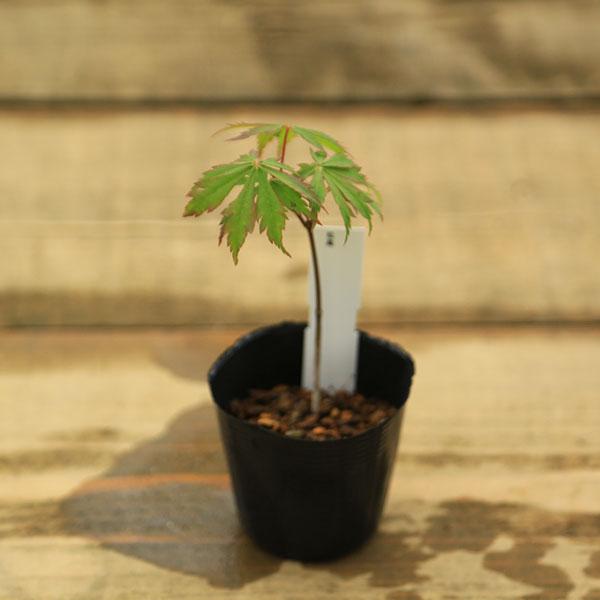 樹種：松風もみじ撮影日：5月落葉樹。もみじは新緑の美しさと秋の紅葉は言うまでもなく、涼しげな葉で四季を通じて楽しめます。丈夫で育てやすい人気樹種です。＊数量ものの為、写真と若干形状が異なる場合がございます。＊成長に伴い樹高が高くなっている場...