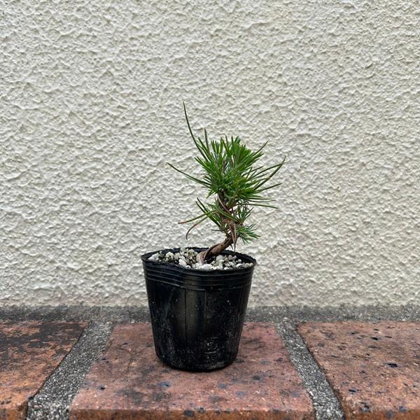 樹種：三河黒松撮影日：9月常緑樹。三河黒松の三河とは産地を指し、現在の愛知県東部にあたります。盆栽好適種です。＊数量ものの為、写真と若干形状が異なる場合がございます。＊成長に伴い樹高が高くなっている場合があります。サイズ樹高：約6〜8ｃｍ　...