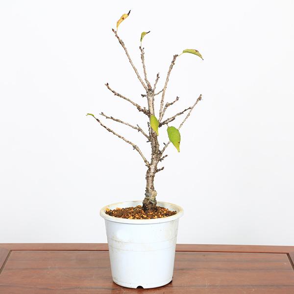 樹種：御殿場桜撮影日：9月【訳アリ理由】花芽が少ないため。　当店通常価格：2640円　→　1980円落葉樹。薄桃色に咲く一重の花は、気品のある淡く優しい風情があります。11月-3月は落葉して葉の無い、蕾の姿。4月は開花した状態。4月中旬-1...