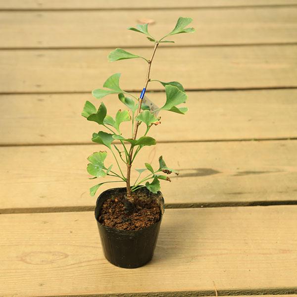 樹種：銀杏（イチョウ）撮影日：9月落葉樹。緑葉に美しい白筋斑が入る珍しい品種です。雌雄は不明です。＊数量ものの為、写真と若干形状が異なる場合がございます。＊成長に伴い樹高が高くなっている場合があります。サイズ樹高：約25ｃｍ　鉢径：約10....