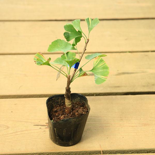 樹種：銀杏（イチョウ）撮影日：9月落葉樹。緑葉に美しい黄筋斑が入る珍しい品種です。雌雄は不明です。＊数量ものの為、写真と若干形状が異なる場合がございます。＊成長に伴い樹高が高くなっている場合があります。サイズ樹高：約18ｃｍ　鉢径：約10....