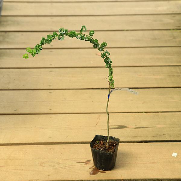 樹種：メガネヤナギ撮影日：9月落葉樹。眼鏡のように葉がくるくるとカールする珍品種で、別名「マガタマヤナギ」と呼ばれてます。＊数量ものの為、樹形には個体差がございます。＊成長に伴い樹高が高くなっている場合があります。サイズ樹高：約46ｃｍ　鉢...